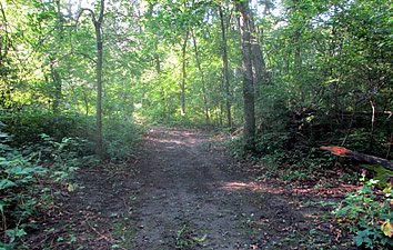 Trail in Woods