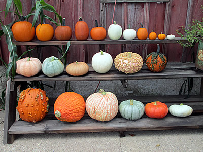 Assorted pumpkins.