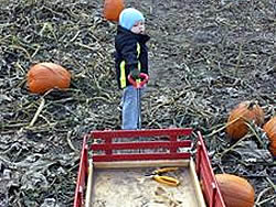 Picking pumpkins from the pumpkin field.